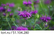 Монарда дудчатая или трубчатая (лат. Monarda fistulosa), бергамот, лимонная мята, американская мелисса. Monarda (Latin Monarda fistulosa), bergamot, lemon mint, American lemon balm. Стоковое видео, видеограф Краснова Ирина / Фотобанк Лори