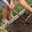 Мужчина выкапывает чеснок и отряхивает его от земли. The man digs out the garlic and dusts it off the ground. Стоковое видео, видеограф Краснова Ирина / Фотобанк Лори