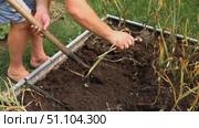 Мужчина выкапывает чеснок и отряхивает его от земли. The man digs out the garlic and dusts it off the ground. Стоковое видео, видеограф Краснова Ирина / Фотобанк Лори