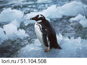 Chinstrap penguin standing on ice floe in antarctica. Стоковое AI-изображение, AI-художник Иван Рябоконь / Фотобанк Лори