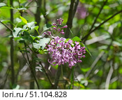 Common lilac (lat.- Syringa vulgaris) Стоковое фото, фотограф Irina Opachevsky / Фотобанк Лори