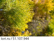 Flax-leaved Paperbark is a Melaleuca tree species with fragrant leaves. Стоковое фото, фотограф Яков Филимонов / Фотобанк Лори