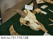 Guzeripl, Russia. - August 16, 2022: Caucasian Biosphere Reserve, Nature Museum. Remains and skulls of wild animals. Редакционное фото, фотограф Наталия Кирсанова / Фотобанк Лори