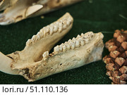 Guzeripl, Russia. - August 16, 2022: Caucasian Biosphere Reserve, Nature Museum. Remains and skulls of wild animals. Редакционное фото, фотограф Наталия Кирсанова / Фотобанк Лори