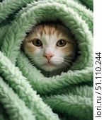 A cat is curled up in a green blanket, looking out from behind it. Стоковое AI-изображение, AI-художник Ярославский Максим / Фотобанк Лори