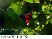 Honeysuckle in garden soft focus. Flowers Lonicera Sempervirens, common names common honeysuckle, European honeysuckle or woodbine. Стоковое фото, фотограф Anastasia Kayander / Фотобанк Лори