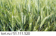 Hordeum murinum is a species of flowering plant in the grass family Poaceae, commonly known as wall false barley. Hordeum murinum ssp. leporinum, known as hare barley, mouse barley, and barley grass. Стоковое фото, фотограф Юлия Петровская / Фотобанк Лори