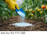 Farmer pours grain fertilizers on the soil. Person applying mineral fertilizer blue granules to green tomato plant. Eco vegetable garden. Agriculture industry, development, economy investment growth. Стоковое AI-изображение, AI-художник Марина Демидюк / Фотобанк Лори