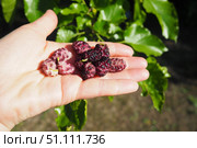 Mulberry fruits on the palm. Morus, a genus of flowering plants in the family Moraceae, consists of 19 species of deciduous trees commonly known as mulberries, growing wild and under cultivation. Стоковое фото, фотограф Юлия Петровская / Фотобанк Лори