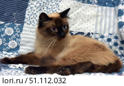 A beautiful Siamese cat with blue eyes lies on a blue and white patterned blanket. Her fur is soft and fluffy, with a characteristic point coloring - a dark muzzle, paws, tail and ears contrast with a creamy body. The cat looks to the side with an attentive and alert expression, which creates a sense of the animal's lively character and inner world. The background in the form of a textile blanket with floral and striped patterns adds home comfort and emphasizes the atmosphere of comfort. The image is ideal for the theme of pets, interior, comfort, care and beauty of cats. Стоковое фото, фотограф Анна Кривицкая / Фотобанк Лори