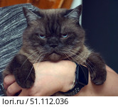 A large cat with dense short colorpoint fur sits in a person's arms. Its expressive blue eyes and stern expression create a comical and memorable image. The contrast of the dark muzzle and light brown body emphasizes the animal's features. The cat looks serious and even slightly angry, which makes the photo especially colorful and suitable for use in humorous materials, advertising projects dedicated to the character of animals, or in publications about pets. The person's hand with a watch emphasizes that the cat is at home and surrounded by care. Стоковое фото, фотограф Анна Кривицкая / Фотобанк Лори