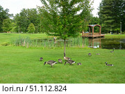 Barnacle goose (Branta leucopsis) on banks of Haupt Pondat Park at Skidmore College, Saratoga Springs, New York, United States. Стоковое фото, фотограф Валерия Попова / Фотобанк Лори