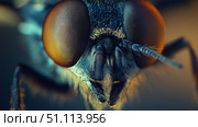 Detailed close-up of a fly showcasing intricate eye. Стоковое AI-изображение, AI-художник Михаил Коханчиков / Фотобанк Лори
