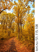 Autumn road through deciduous forest. Стоковое фото, фотограф Руслан Хисматов / Фотобанк Лори