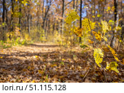 Autumn leaves in the forest. Стоковое фото, фотограф Руслан Хисматов / Фотобанк Лори