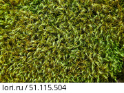 Green moss texture, natural vegetable coating. Стоковое фото, фотограф Наталия Кирсанова / Фотобанк Лори