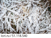 Brown fallen leaves covered with hoarfrost in late autumn or early winter. Стоковое фото, фотограф Емельянов Евгений Викторович / Фотобанк Лори