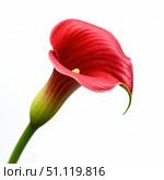 Burgundy calla lilies on a white background. The curved shape combined with the yellow spadix creates an elegant contrast, highlighting the beauty of the flower. Стоковое AI-изображение, AI-художник Светлана  Громак / Фотобанк Лори