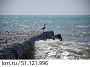 Чайка вдалеке на берегу чёрного моря. Стоковое фото, фотограф Светлана Первухина / Фотобанк Лори