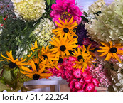 Садовые цветы. Рудбекия, флоксы, гортензии, цинии.Garden flowers. Rudbeckia, phlox,hydrangeas, cynias. Стоковое фото, фотограф Александр Рыбалка / Фотобанк Лори