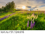 Sunset on a hill covered with lupines. Стоковое фото, фотограф Емельянов Евгений Викторович / Фотобанк Лори
