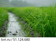 Dew drops clinging to vibrant green rice stalks in paddy field. Стоковое AI-изображение, AI-художник Иван Рябоконь / Фотобанк Лори