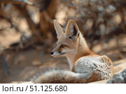 Fennec fox resting in the desert sand, observing surroundings. Стоковое AI-изображение, AI-художник Иван Рябоконь / Фотобанк Лори