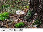 Pale toadstool in autumn forest. Стоковое фото, фотограф Емельянов Евгений Викторович / Фотобанк Лори