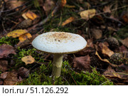 Pale toadstool in autumn forest. Стоковое фото, фотограф Емельянов Евгений Викторович / Фотобанк Лори
