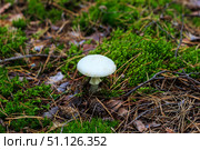 Pale toadstool in autumn forest. Стоковое фото, фотограф Емельянов Евгений Викторович / Фотобанк Лори
