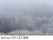 Trees covered with hoarfrost in a fog. Стоковое фото, фотограф Емельянов Евгений Викторович / Фотобанк Лори
