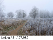 Trees covered with hoarfrost in a fog. Стоковое фото, фотограф Емельянов Евгений Викторович / Фотобанк Лори