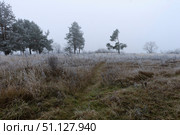 Trees covered with hoarfrost in a fog. Стоковое фото, фотограф Емельянов Евгений Викторович / Фотобанк Лори