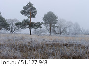 Trees covered with hoarfrost in a fog. Стоковое фото, фотограф Емельянов Евгений Викторович / Фотобанк Лори