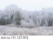 Trees covered with hoarfrost in a fog. Стоковое фото, фотограф Емельянов Евгений Викторович / Фотобанк Лори