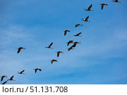 Flight of migrating cranes in cloud sky. Стоковое фото, фотограф Яков Филимонов / Фотобанк Лори