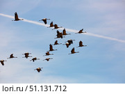 Migration of flock of cranes in the sky. Стоковое фото, фотограф Яков Филимонов / Фотобанк Лори