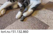 A black and white cat is playing with a gray mouse on the carpet. Стоковое видео, видеограф Ирина Старикова / Фотобанк Лори