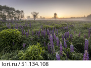 Twilight on a field covered with flowering lupines in summer morning with fog. Стоковое фото, фотограф Емельянов Евгений Викторович / Фотобанк Лори