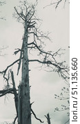 Black and white video of a tall dead tree with bare branches reaching for the overcast sky, evoking a sense of loneliness and isolation. Coniferous tree after being struck by lightning. Стоковое видео, видеограф Воловодов Владимир / Фотобанк Лори