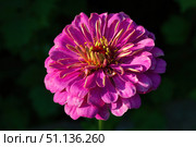 Цветок Цинния изящная, Zinnia elegans, род однолетних и многолетних трав и кустарников семейства сложноцветных. Стоковое фото, фотограф Андрей Цыганков / Фотобанк Лори