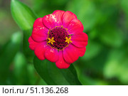 Цветок Цинния изящная, Zinnia elegans, род однолетних и многолетних трав и кустарников семейства сложноцветных. Стоковое фото, фотограф Андрей Цыганков / Фотобанк Лори