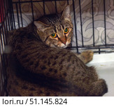 A tabby gray-brown cat with large amber-green eyes. The animal is in a cage, curled up and pressed to the floor. The cat looks straight at the camera with caution and slight fear, which emphasizes its vulnerable state. The background of the cage is metallic, on the back wall you can see a light decorative surface with patterns. The picture conveys the atmosphere of an animal shelter, a situation of rescue and finding a new home for a pet. Suitable for illustrating topics related to volunteering, caring for animals, shelters and protecting homeless cats. Стоковое фото, фотограф Анна Кривицкая / Фотобанк Лори