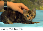 A tabby kitten with large expressive eyes. The animal lies on a blue fabric, clinging to the surface and looking warily straight into the camera. The kitten's fur is short, with a characteristic tiger pattern of dark brown and golden shades. On the left, a person's hand is visible, gently touching the pet, creating an atmosphere of care and trust. The background is blurred, which focuses attention on the kitten itself. The photo conveys the tenderness and fragility of a small animal, suitable for illustrations on the theme of pets, animal care, volunteering and comfort. Стоковое фото, фотограф Анна Кривицкая / Фотобанк Лори