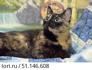 A close-up of a beautiful cat with a bright tortoiseshell coat. The animal lies on a blue patterned blanket and looks up attentively. The cat has expressive large green eyes, pointed ears and soft thick fur. The background is made in the form of a picturesque image with a waterfall and an old water wheel, which creates an atmosphere of coziness and harmony. The photo perfectly conveys the character of the pet and its curiosity. Стоковое фото, фотограф Анна Кривицкая / Фотобанк Лори
