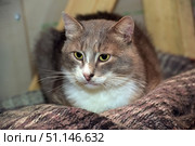 A domestic cat with soft gray-brown fur and a white chest. The animal lies on a blanket with an expression of calm and slight thoughtfulness. Yellow eyes with vertical pupils look forward, giving the image concentration. A cozy atmosphere is created thanks to warm shades and soft textiles. The photo is perfect for the theme of home comfort, caring for animals, love for pets and calm moments in the house. Стоковое фото, фотограф Анна Кривицкая / Фотобанк Лори