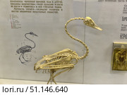 A photograph of a bird skeleton on display at a natural history museum. The exhibit demonstrates the features of the bone structure: an elongated curved neck, a light skull, a rib cage and wings, as well as legs. In the background you can see a schematic drawing with labels of the parts of the skeleton and a text description. The skeleton is mounted on a stand and is used for educational purposes to study the anatomy and evolution of birds. The image is suitable for illustrating scientific materials, textbooks, articles on biology, paleontology and zoology, as well as for use in educational projects. (2015 год). Редакционное фото, фотограф Анна Кривицкая / Фотобанк Лори