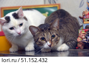 Two domestic cats sitting next to each other. One cat is white with black spots on his head and back, the other is a striped tabby with a white muzzle, chest and paws. Both pets are looking forward, creating an impression of curiosity and alertness. The scene was shot indoors, next to toys and figurines, which emphasizes the homely atmosphere. The picture is perfect for illustrating animal friendship, home comfort, caring for pets and the life of cats in the family. Стоковое фото, фотограф Анна Кривицкая / Фотобанк Лори