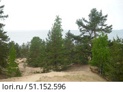Summer landscape with a view of the Baltic Sea through a pine forest. In the foreground are sand dunes covered with green pines and birches. The soft relief and natural vegetation create a feeling of calm and privacy. Behind the trees, a view opens up to the water surface, merging with the sky on the horizon. The atmosphere of nature, freshness and clean air perfectly conveys the beauty of the northern coast and the harmony of the forest with the sea. Стоковое фото, фотограф Анна Кривицкая / Фотобанк Лори