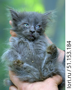 A gray fluffy kitten with long hair is in the arms of a person. The animal looks small, tired and a little unkempt, with particles of garbage stuck to its fur. The kitten has bluish-green eyes, large ears and soft fluffy fur that sticks out slightly in different directions. The background is blurred green, which creates the feeling of shooting outdoors or in nature. The photo conveys an atmosphere of care and rescue of a small defenseless animal. Стоковое фото, фотограф Анна Кривицкая / Фотобанк Лори